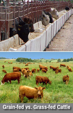 types-of-fats-grain-fed-vs-grass-fed